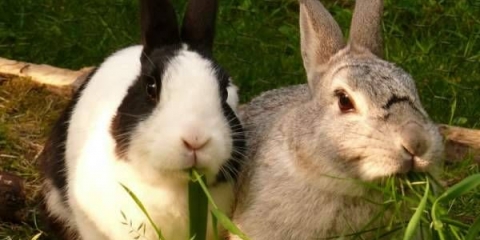 Virusna hemoragijska bolest kunića